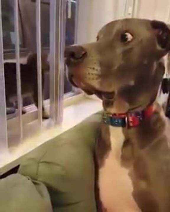 猫パンチをくらった後のわんこ 犬 の表情が最高だから見て ニコニコ動画