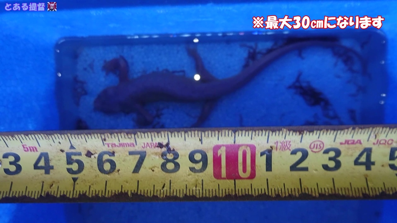 人気の 飼育 動画 196本 3 ニコニコ動画