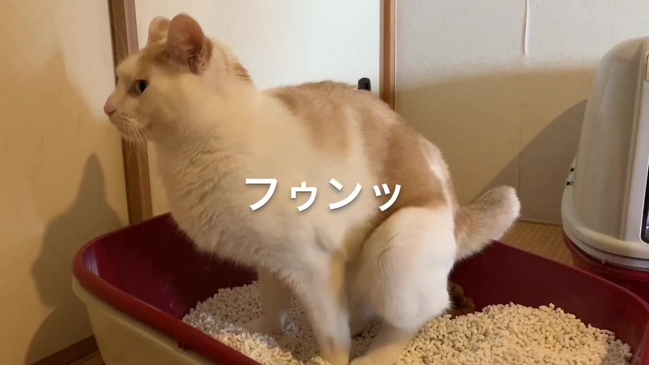 猫のトイレタイム【うんち編】 ニコニコ動画