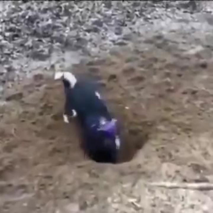 穴を掘る犬が途中から面倒くさくなったのか ヤケクソになるｗｗｗｗ ニコニコ動画