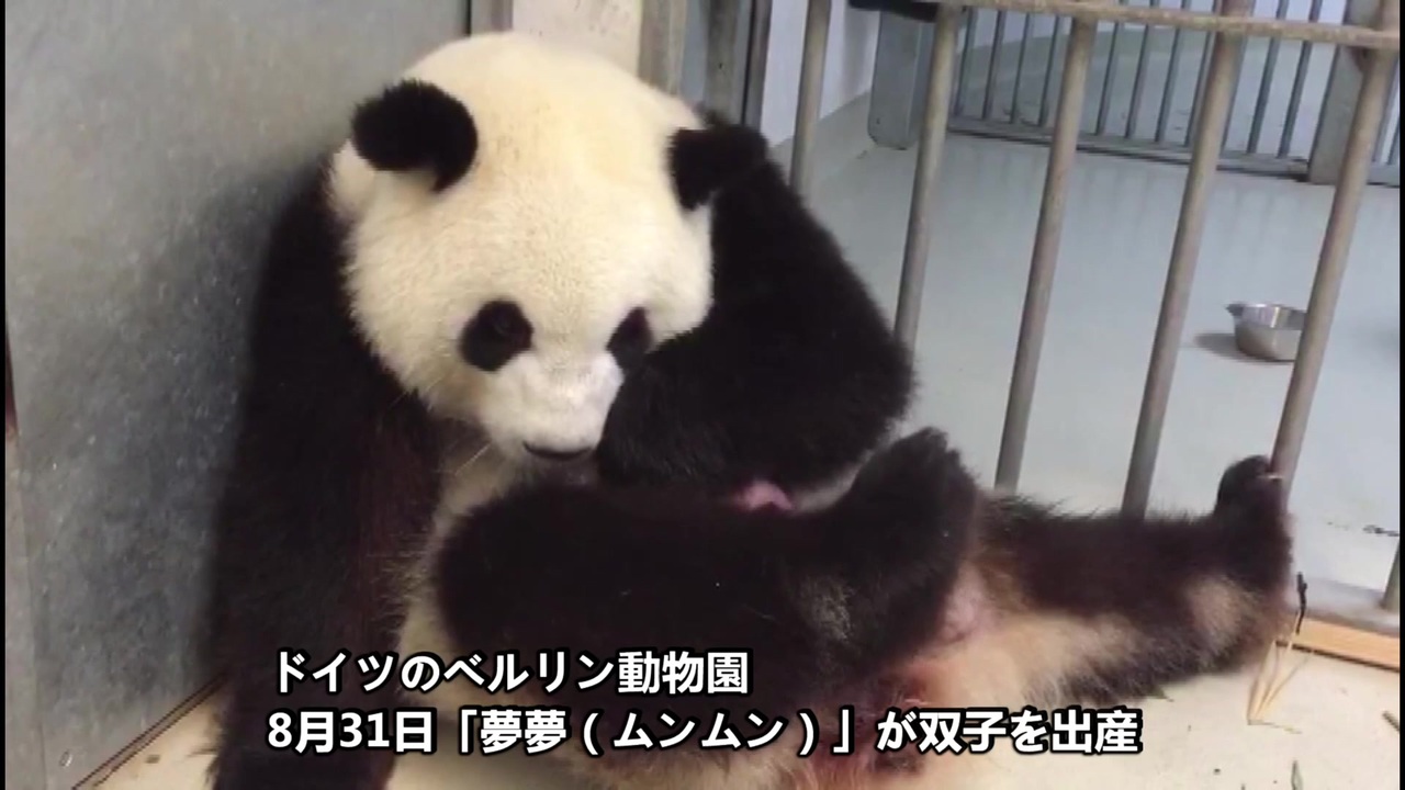 ベルリン動物園で パンダの 夢夢 が双子を出産 ニコニコ動画