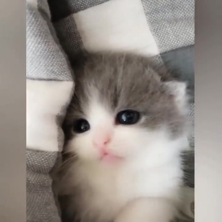 とてつもなく可愛い子猫が発見される Part2 ニコニコ動画