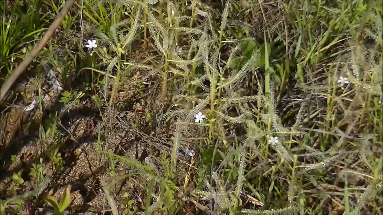 人気の 食虫植物 動画 122本 3 ニコニコ動画