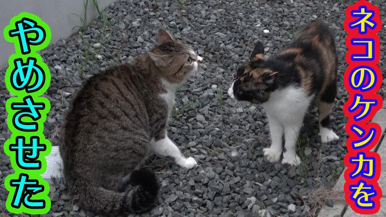 人気の ねこ ケンカ 動画 28本 ニコニコ動画