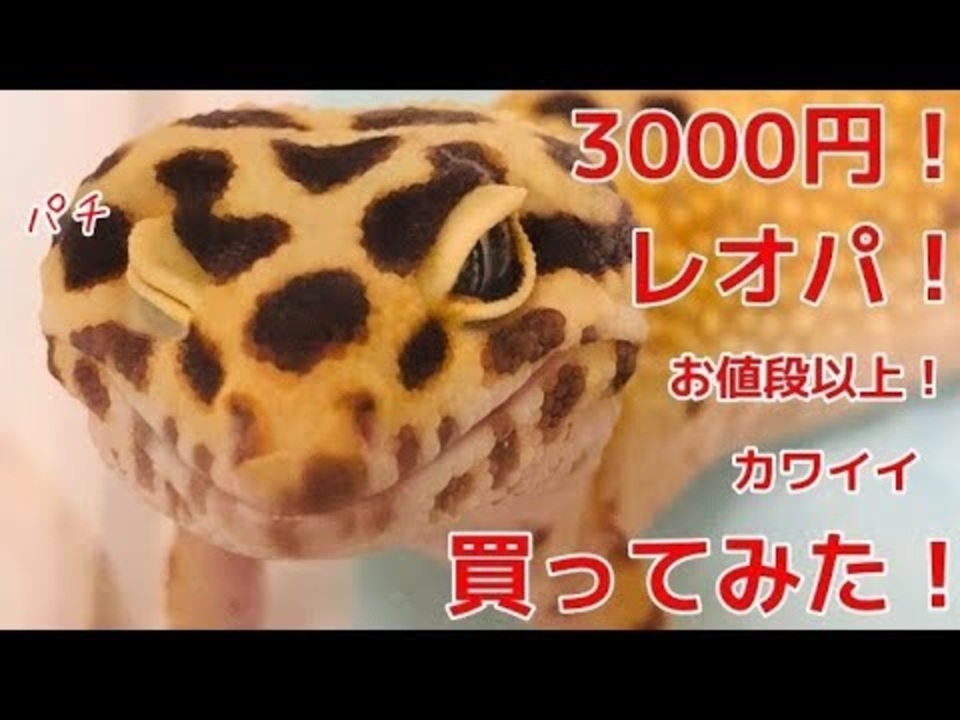 3000円で買った ヒョウモントカゲモドキの紹介 ニコニコ動画