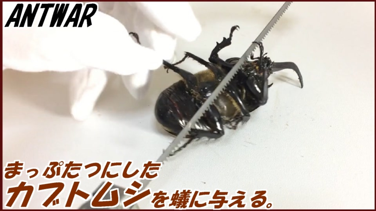 カブトムシを真っ二つに切断して蟻に与えてみようと思ったら 体内に大量の寄生虫が棲んでた ニコニコ動画