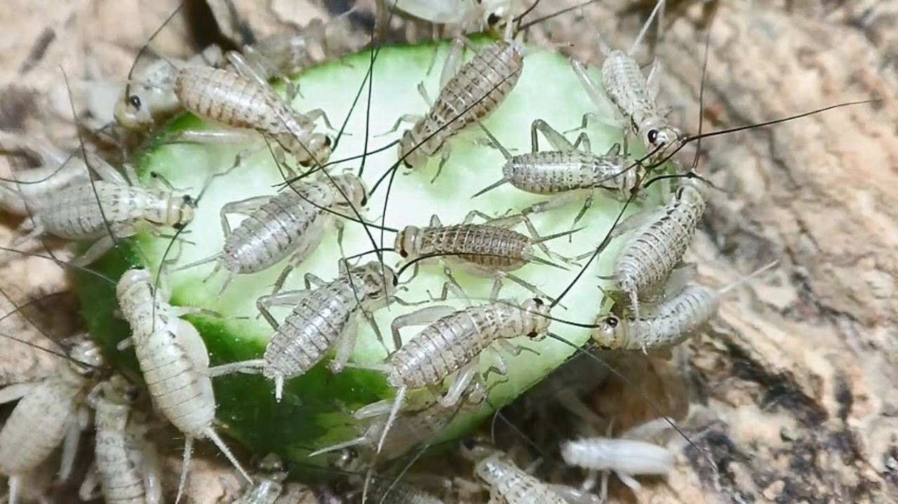 人気の ミルワーム 動画 123本 2 ニコニコ動画