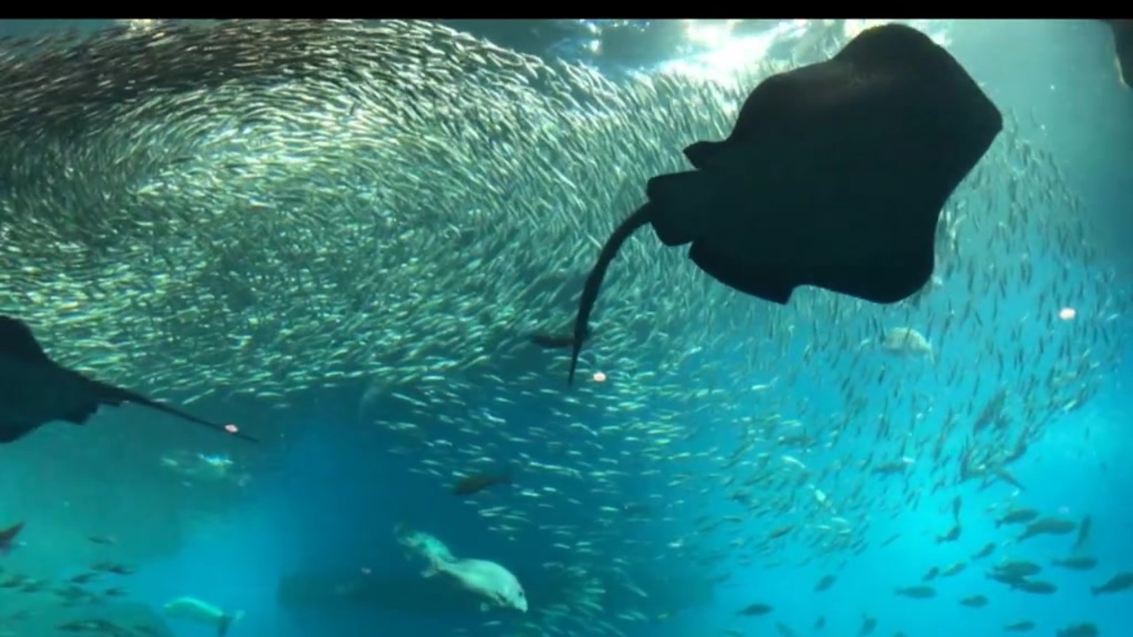 癒しの水族館動画２ イワシの大群水槽近接撮影 ニコニコ動画