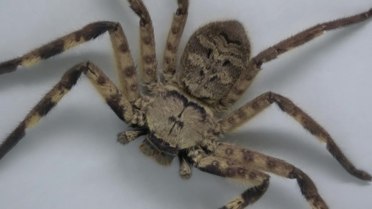 人気の クモ 蜘蛛 動画 102本 2 ニコニコ動画