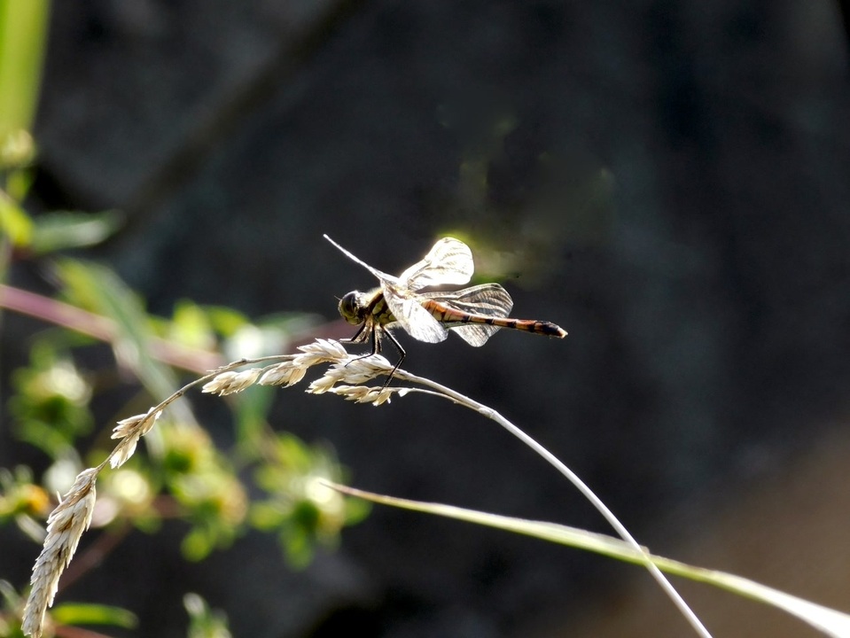 人気の オニヤンマ 動画 42本 ニコニコ動画