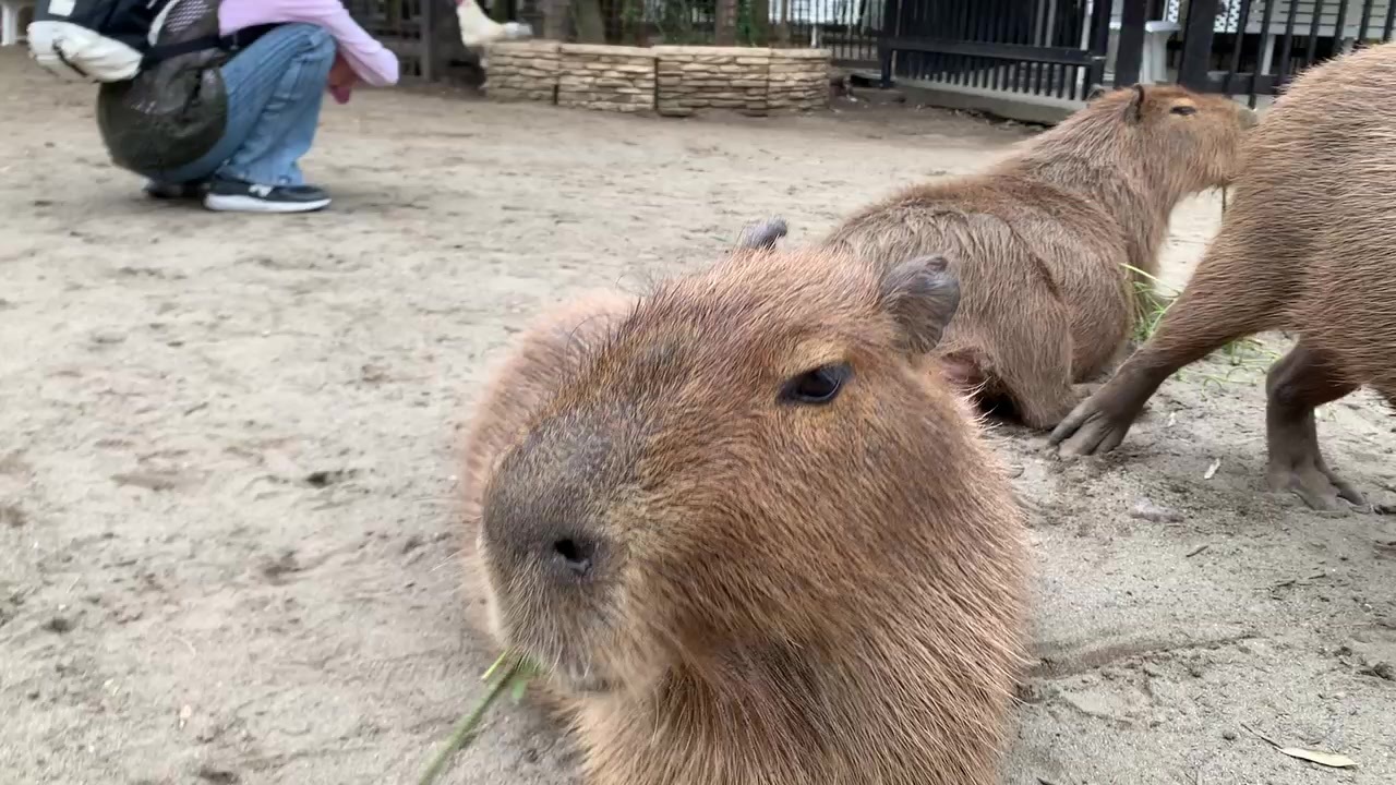 人気の カピバラ 動画 716本 4 ニコニコ動画