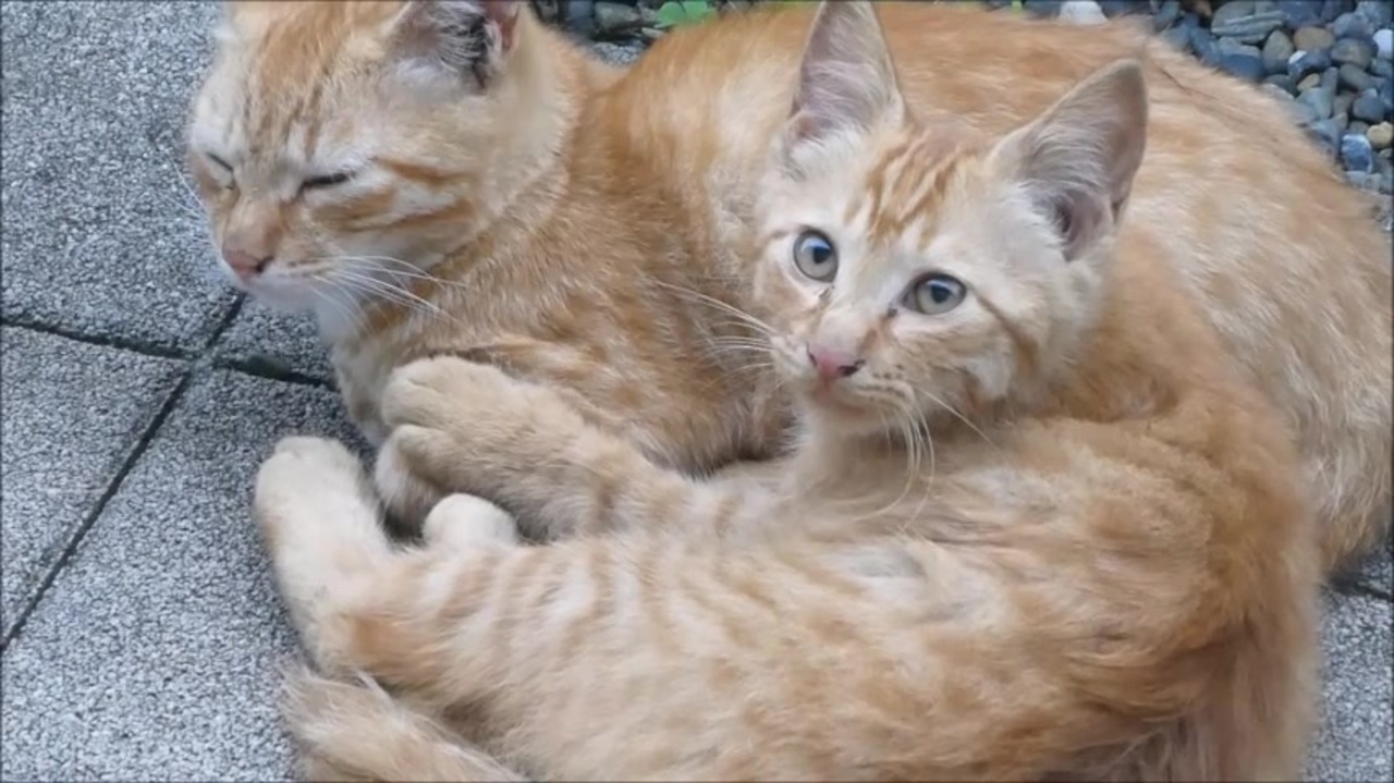 人気の ダンゴムシ 動画 124本 2 ニコニコ動画