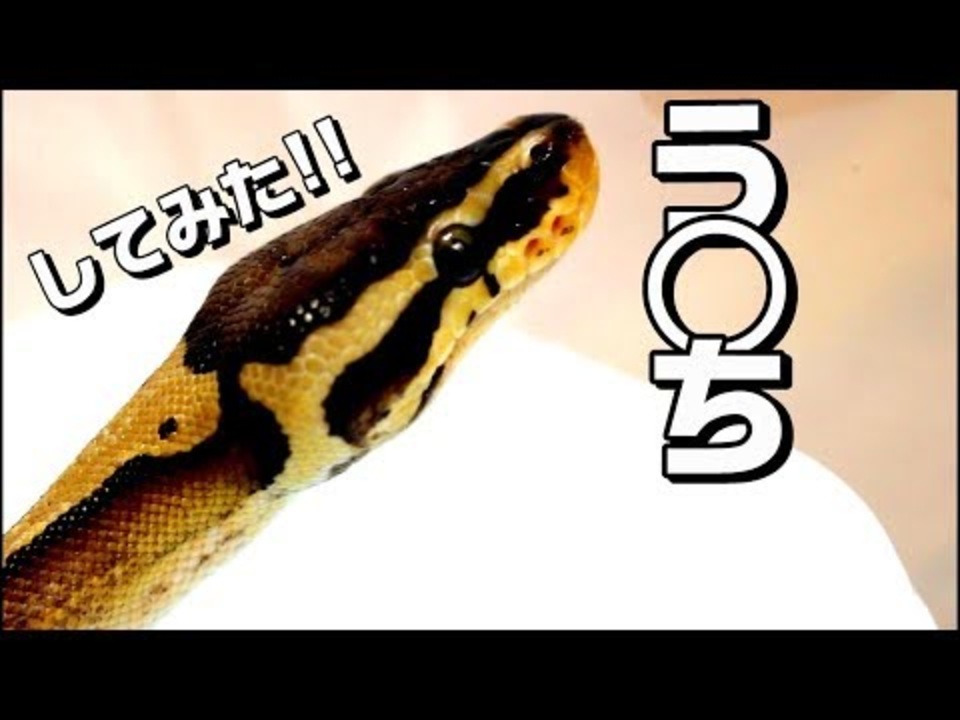 人気の ボールパイソン 動画 97本 ニコニコ動画