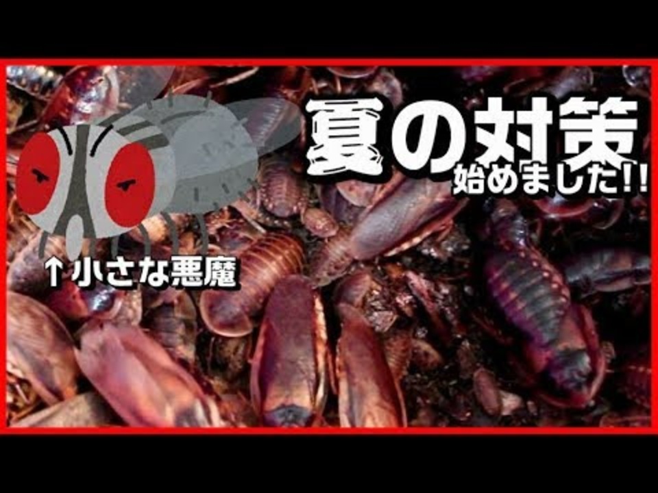 人気の ゴキブリ 動画 0本 3 ニコニコ動画