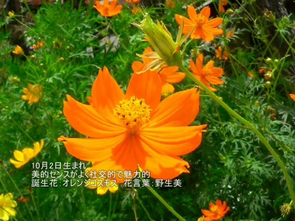 最高かつ最も包括的な10 月 2 日 誕生 花 すべての美しい花の画像