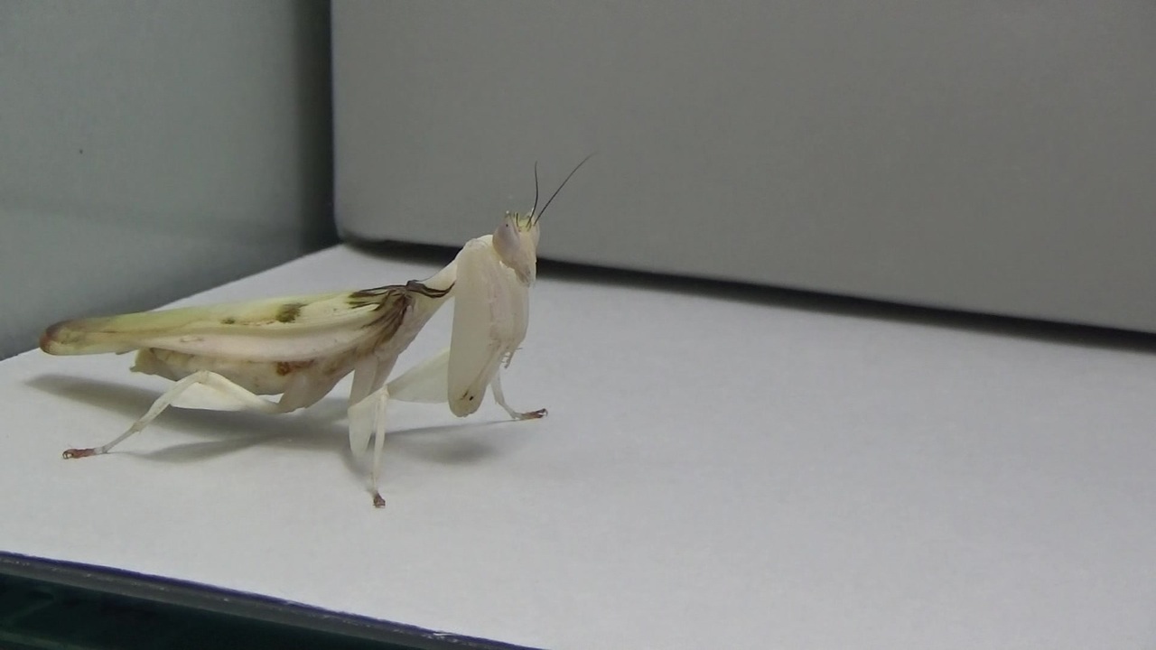 ハナカマキリ 成虫 に蝶 アサギマダラ を食べさせてみた Hymenopus Coronatus ニコニコ動画