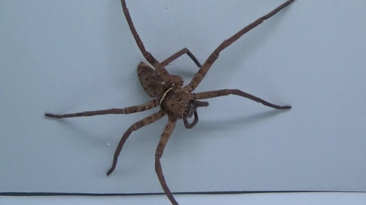人気の クモ 蜘蛛 動画 110本 2 ニコニコ動画