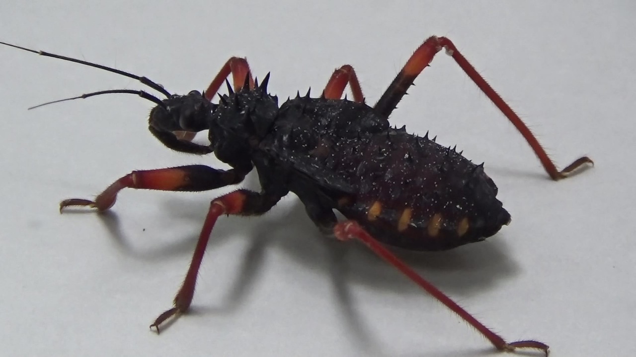 閲覧注意!!] 再編集 アサシンバグ(サシガメ）にイモムシ（カイコガ）を