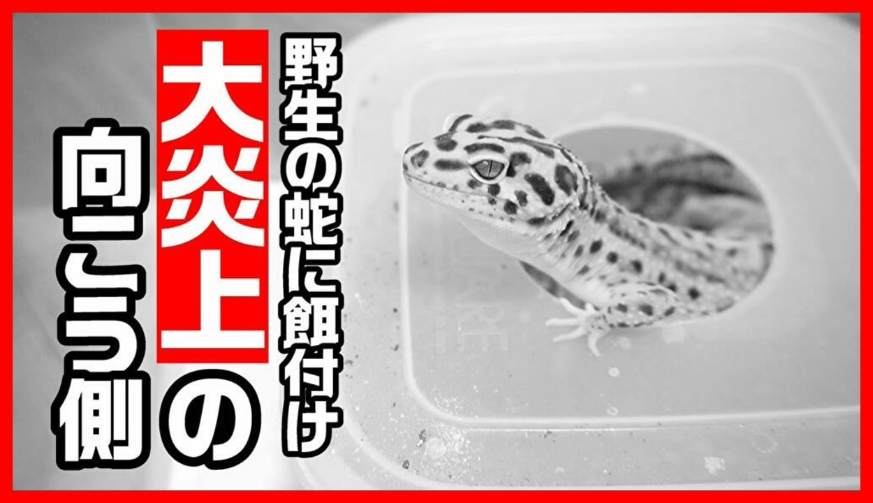 大炎上 爬虫類youtuberが炎上した件を見ていて思うこと 批判の嵐 ニコニコ動画