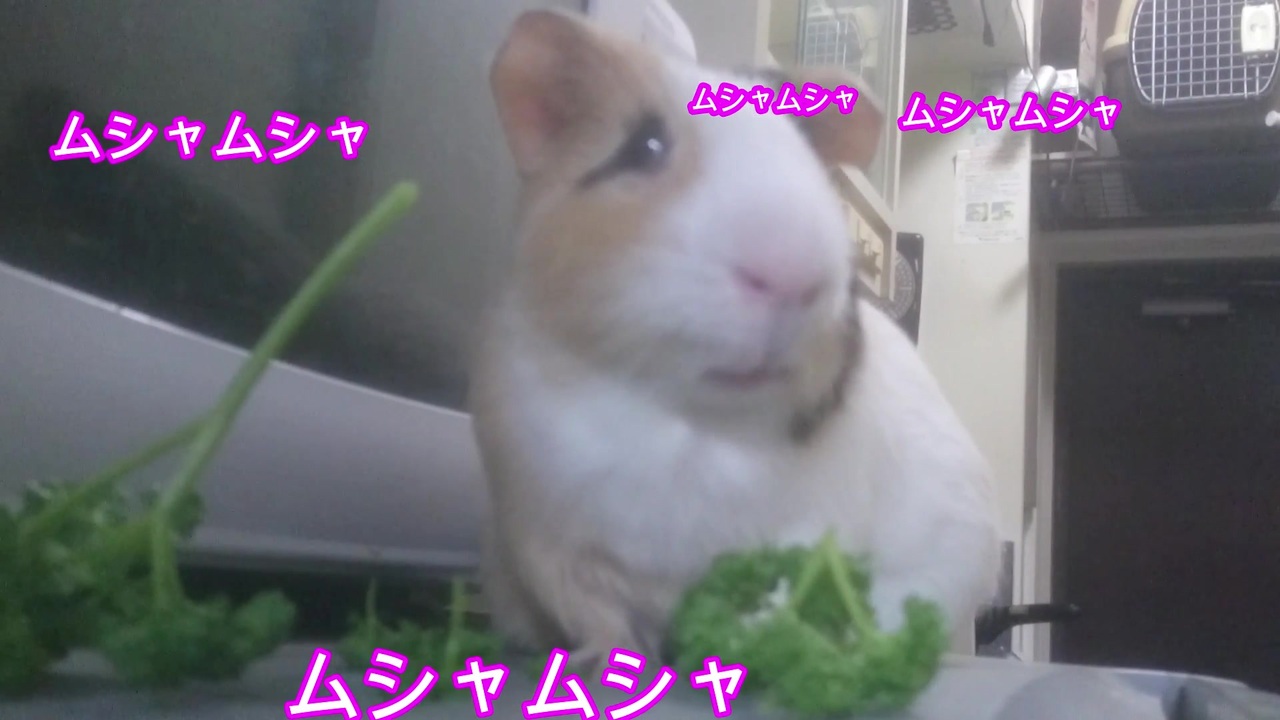 人気の 癒し 小動物 動画 126本 ニコニコ動画