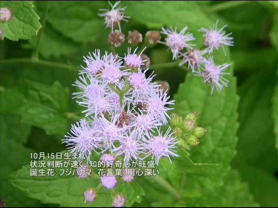 誕生日に贈る言葉 10月15日生まれの多才なあなたに 聴きものがたり ニコニコ動画