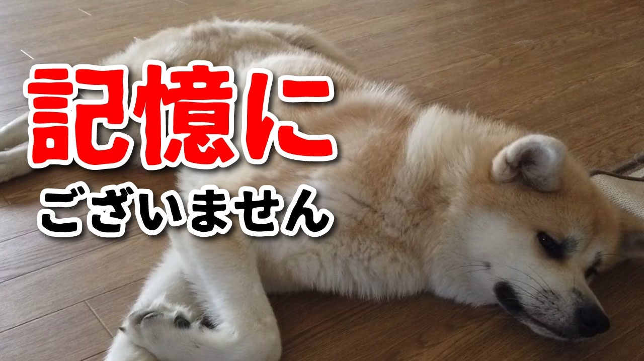 豪快にソファを破壊する秋田犬の暴走に一同唖然 ニコニコ動画