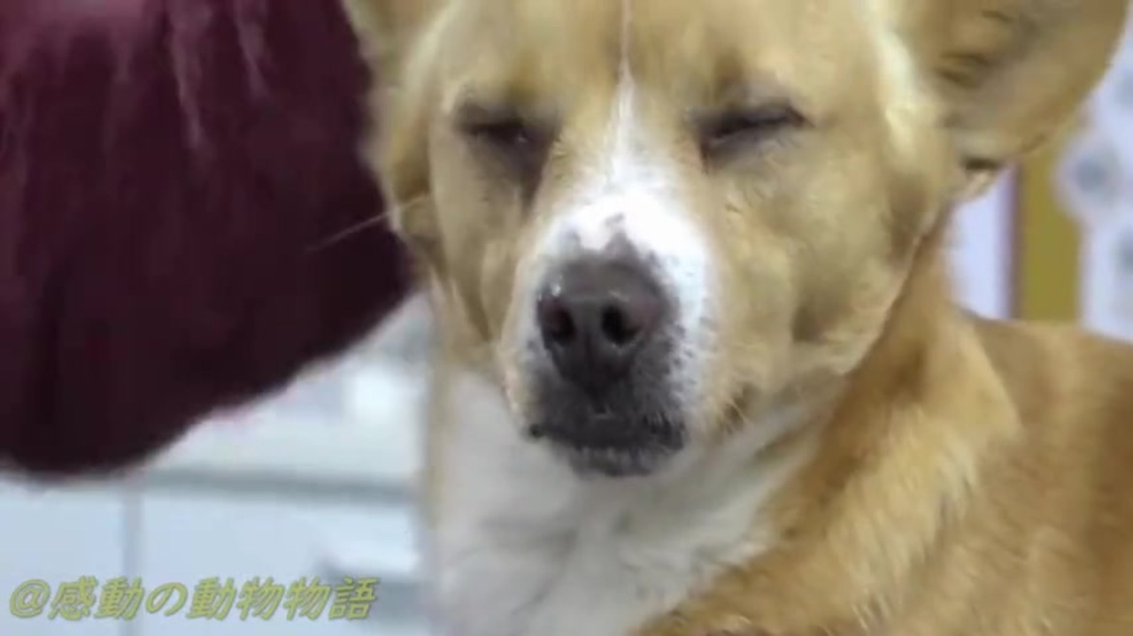 感動 なぜ自分だけ 足が動かなくなった愛犬とおばあちゃんが起こした奇跡 ニコニコ動画