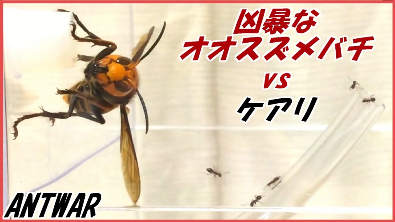 オオスズメバチvs5000匹のケアリ ホバリングする最強昆虫 ニコニコ動画