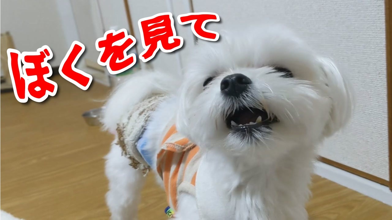 マルチーズあるある ごはんdeエクササイズが可愛すぎてキュン死寸前 ニコニコ動画