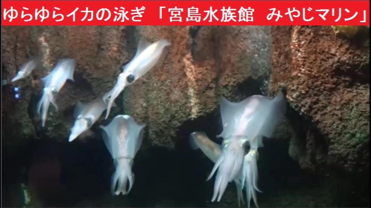 宮島水族館 全2件 Gdbさんのシリーズ ニコニコ動画