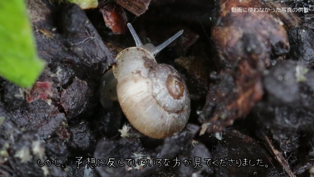 人気の カタツムリ 動画 284本 4 ニコニコ動画