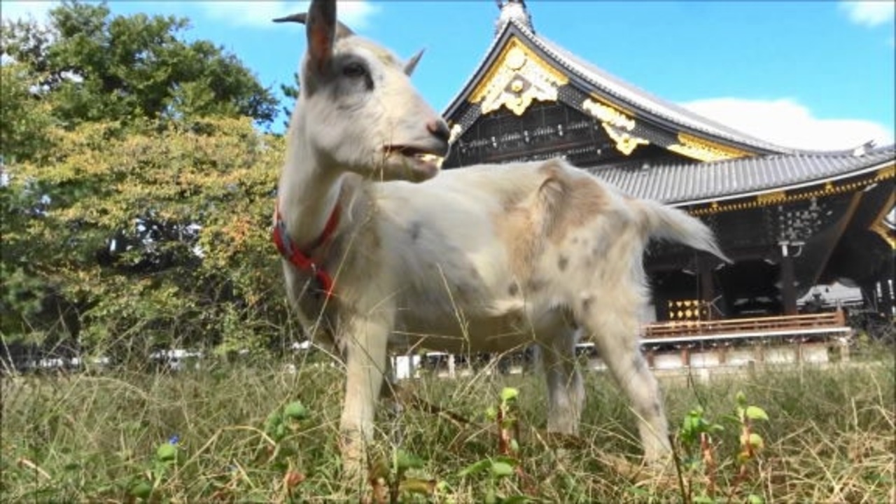 人気の 動物 ヤギ 動画 250本 2 ニコニコ動画