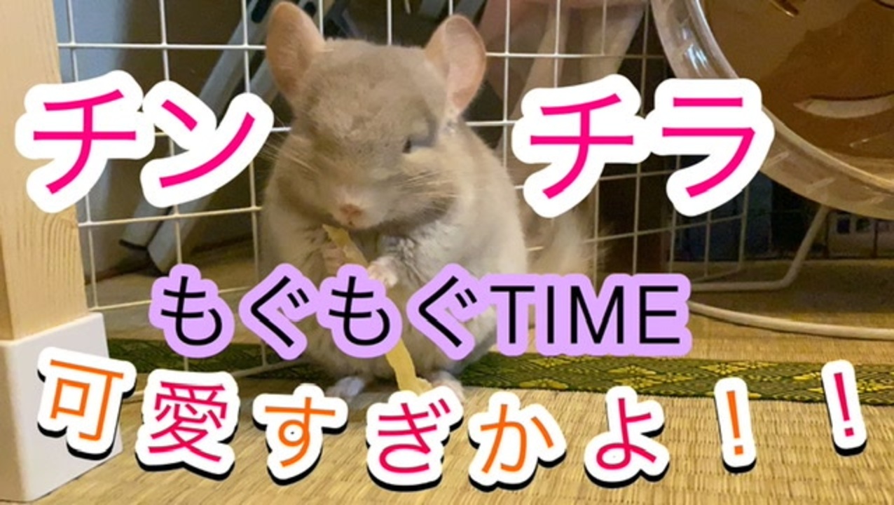 動物 もぐもぐタイムが可愛いチンチラ ニコニコ動画