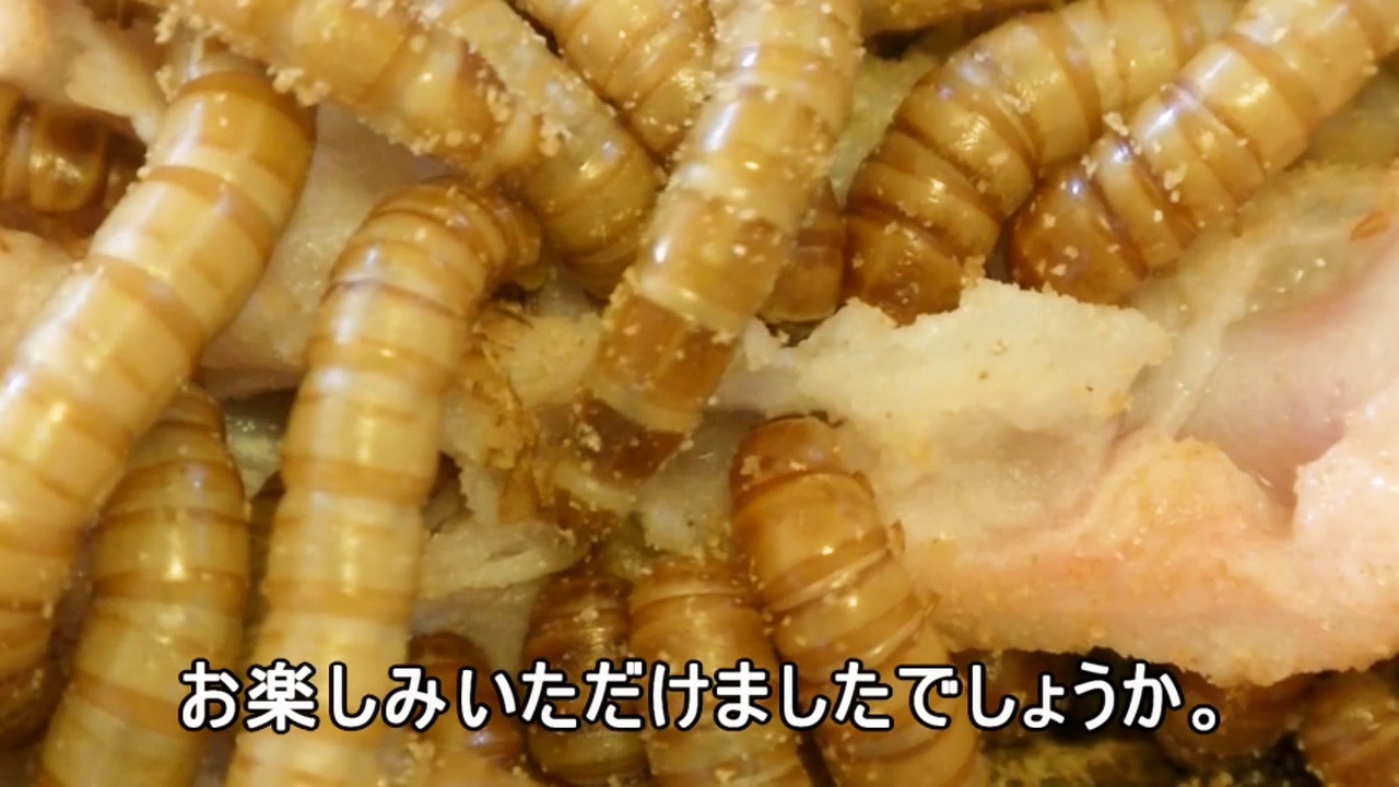ミルワームの成虫チャイロコメノゴミムシダマシ 1日目を記念して手料理を振舞った ニコニコ動画