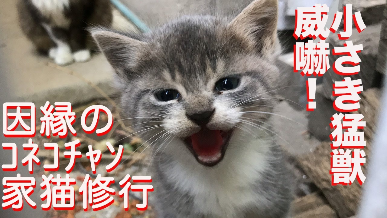 因縁のコネコチャン 保護されて家猫修行を開始する ニコニコ動画