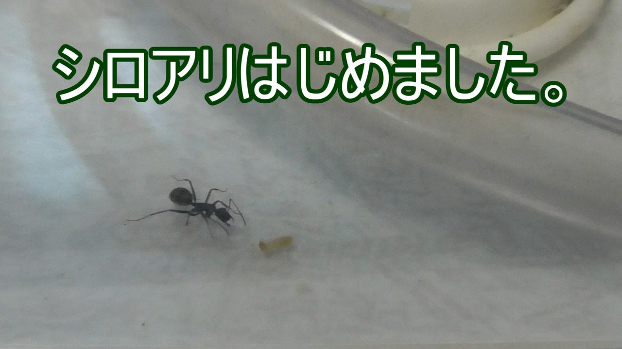 ありの飼育記 78 シロアリを飼うことにしました ニコニコ動画