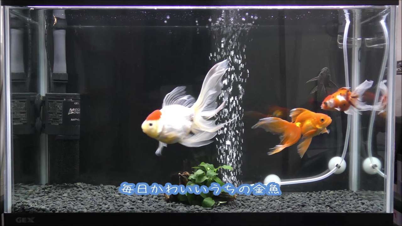 金魚水槽 はじめての外部フィルターメンテナンス ニコニコ動画