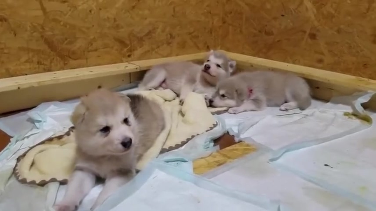 オオカミ 赤ちゃんの遠吠えが超可愛い ニコニコ動画