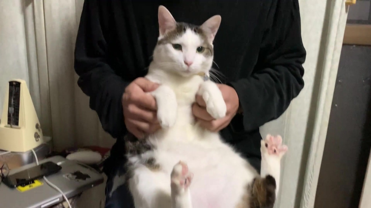 に向かって 中国 ペスト 猫 あざと かわいい Kenoshaimmanuelumc Org