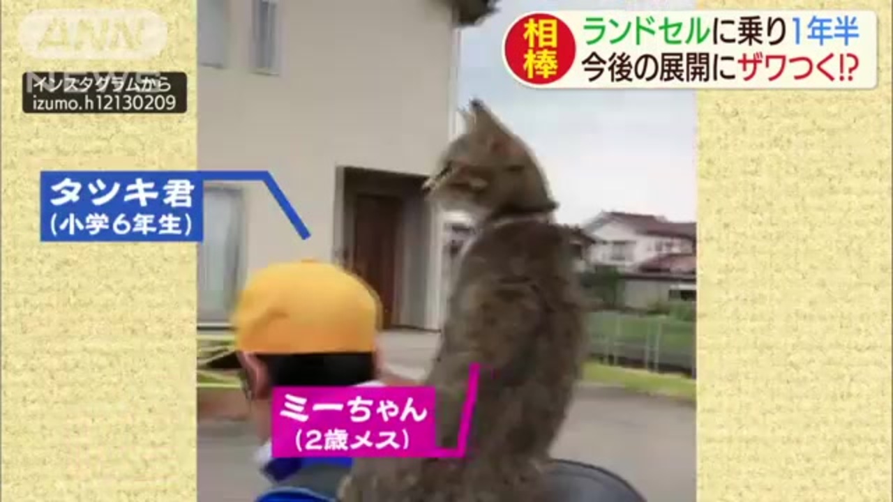 ランドセルに乗り1年半の猫 卒業が迫り今後は ニコニコ動画