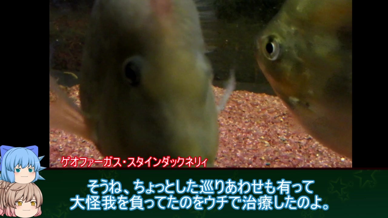 人気の ﾆｺﾆｺ水族館 動画 1 709本 39 ニコニコ動画