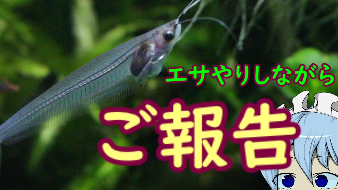 アクアリウム 給餌風景垂れ流し 幻想水景記 11 5 ニコニコ動画