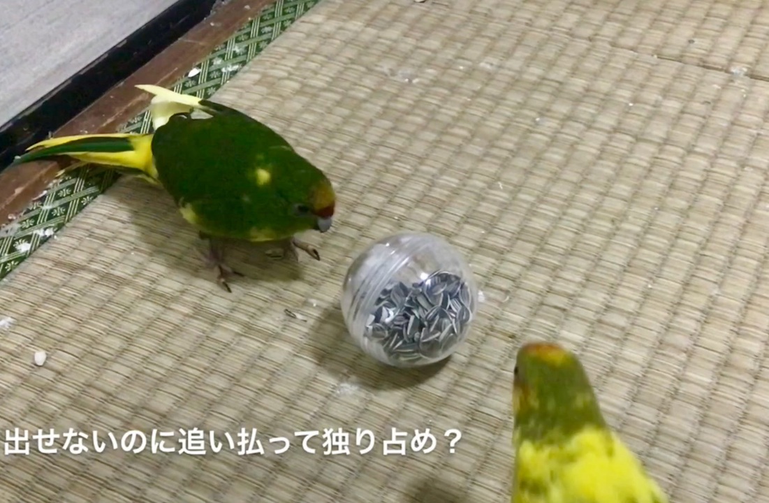 人気の インコ Av アニマルビデオ 動画 1 157本 8 ニコニコ動画