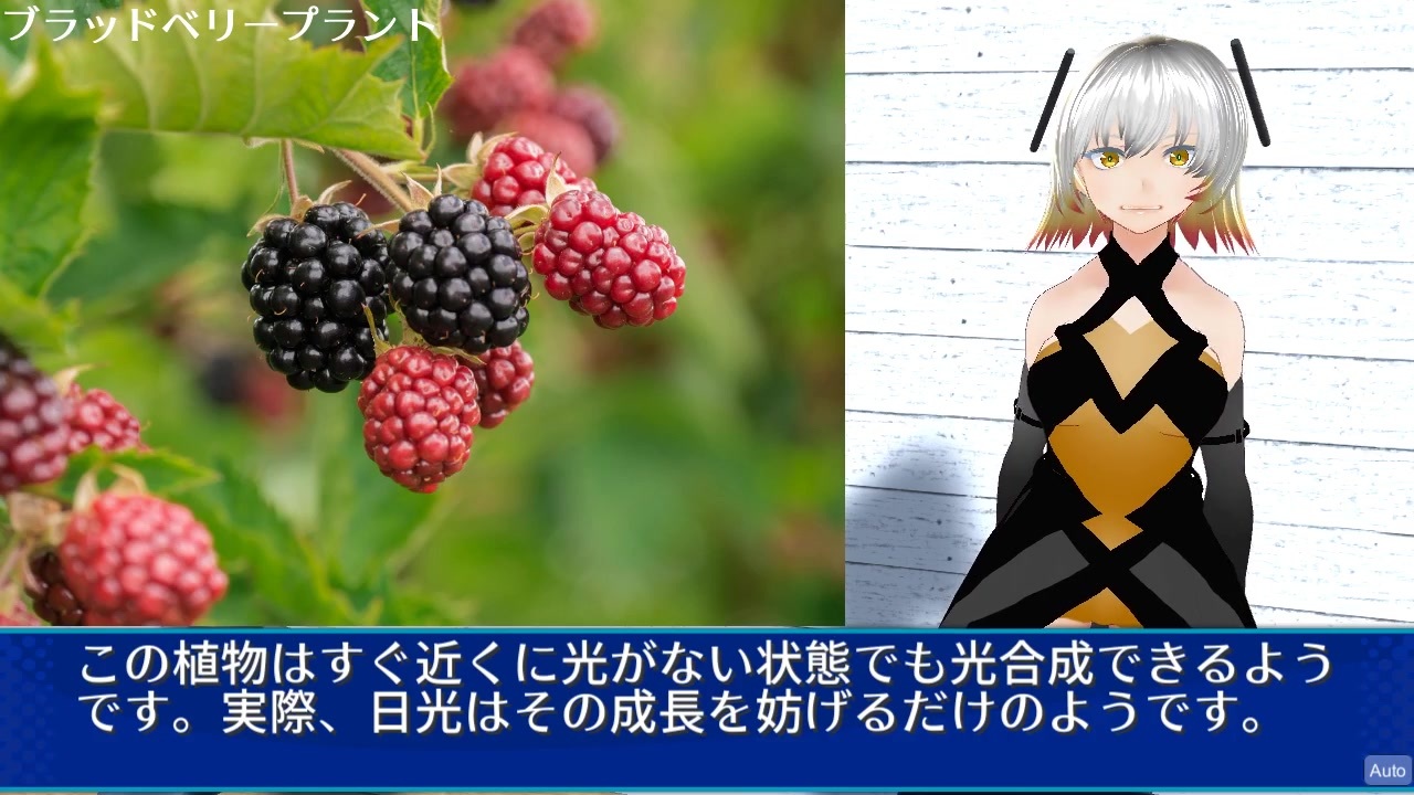 ブラッドベリープラント カオスインサージェンシー ニコニコ動画
