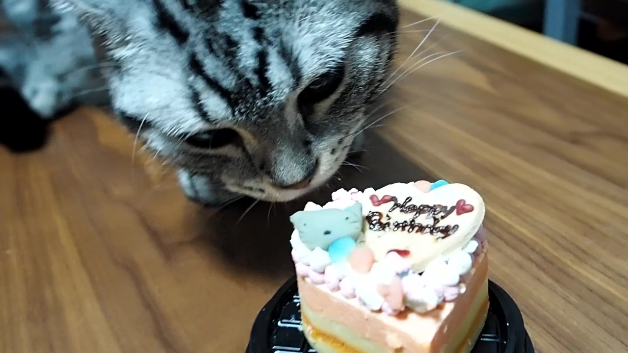 アメショ ねこと誕生日ケーキ ニコニコ動画
