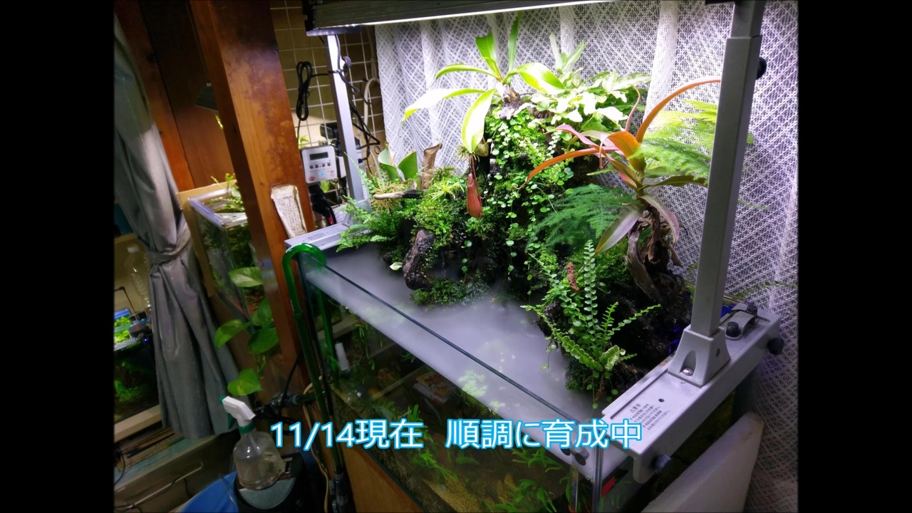 現状報告 滝のあるアクアテラリウム A 食虫植物 ニコニコ動画