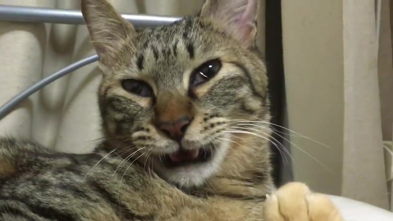 匂い職人猫 顔芸のフレーメン反応を披露する ニコニコ動画