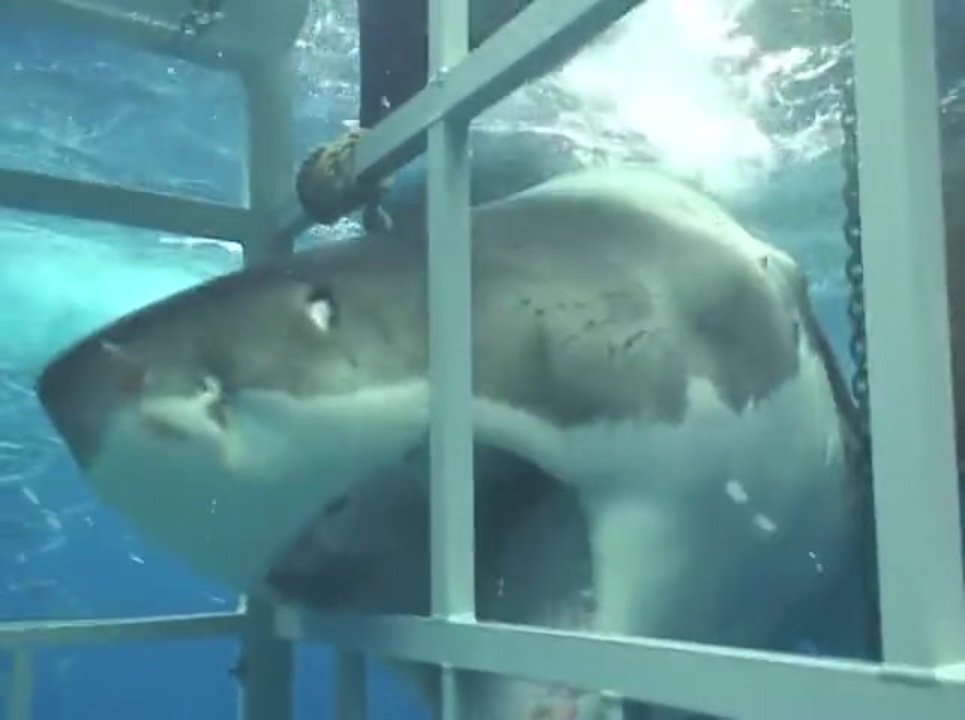サメ これは怖いな ニコニコ動画