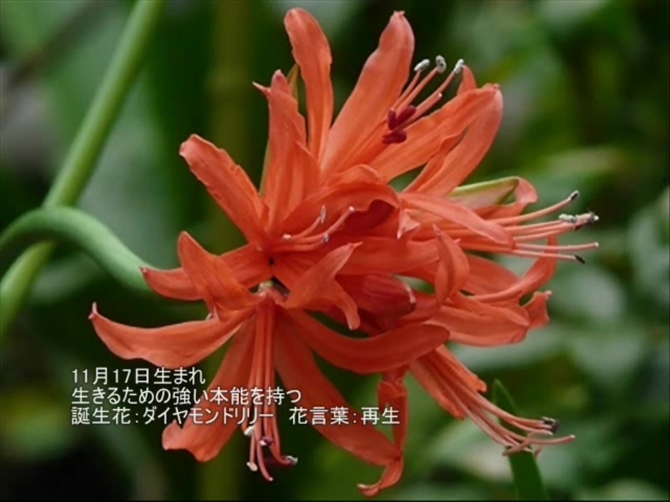 人気の 贈る言葉 動画 500本 3 ニコニコ動画