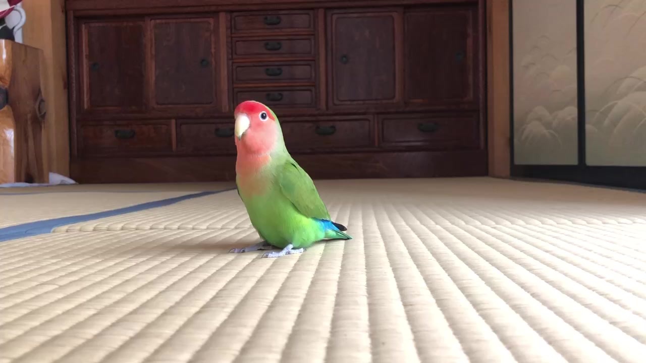 人気の 鳥 コザクラインコ 動画 171本 3 ニコニコ動画